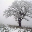 FVCW (36)-Trimpel-Helmut